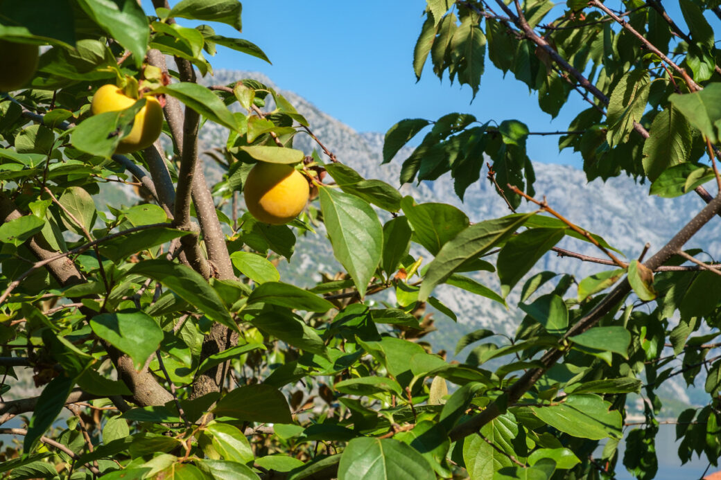 Seafront house for sale in Kotor Bay